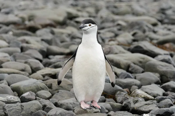 ビーチでのチンプストラップペンギン — ストック写真