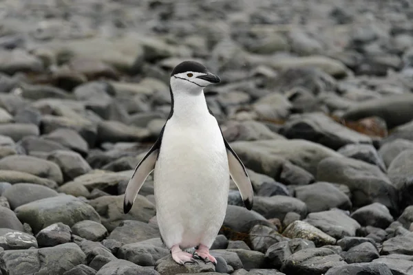 Chinstrap Пингвин Пляже — стоковое фото