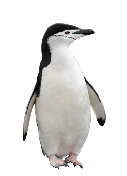 Chinstrap Penguen Sahilde — Stok fotoğraf