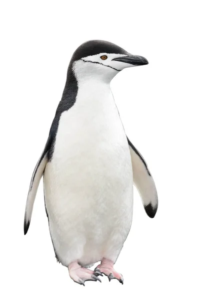 Chinstrap Penguin Beach — Stock Photo, Image