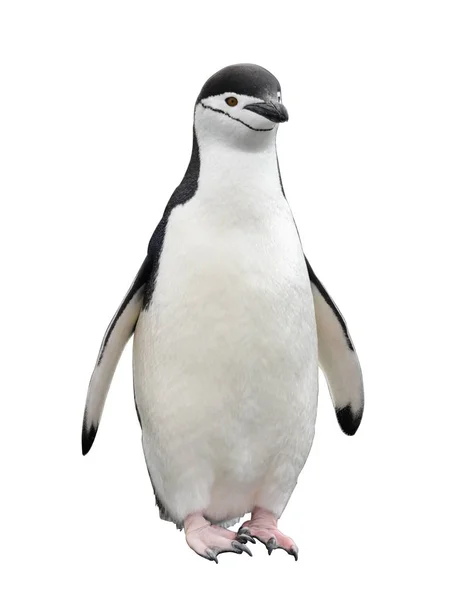 ビーチでのチンプストラップペンギン — ストック写真