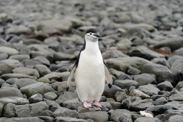 Chinstrap Pingüino Playa —  Fotos de Stock