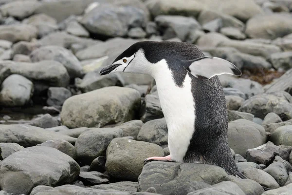 Chinstrap Penguin Pláži — Stock fotografie