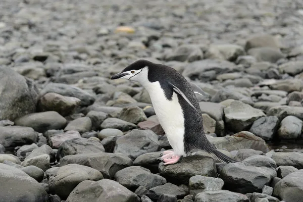 Chinstrap Penguin Pláži — Stock fotografie