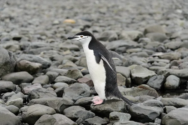 Chinstrap Penguen Sahilde — Stok fotoğraf