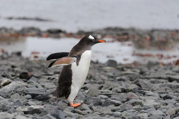 Gentoo Пінгвін Збирається Пляжі — стокове фото