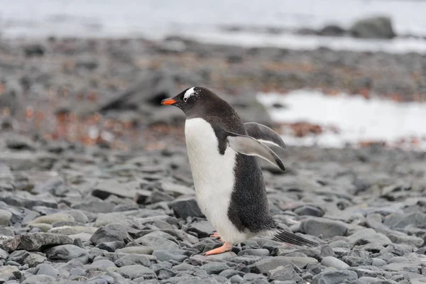 Tučňák Oslí Chodu Pláži — Stock fotografie