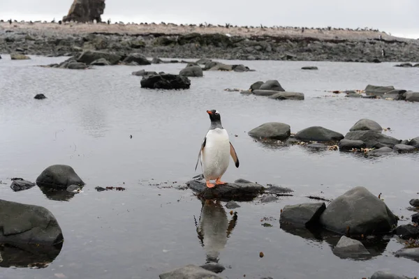 Pingüino Gentoo Agua —  Fotos de Stock