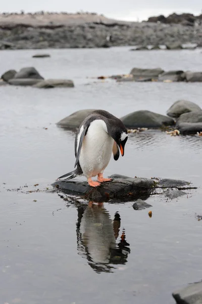 Pingwin Białobrewy Wodzie — Zdjęcie stockowe