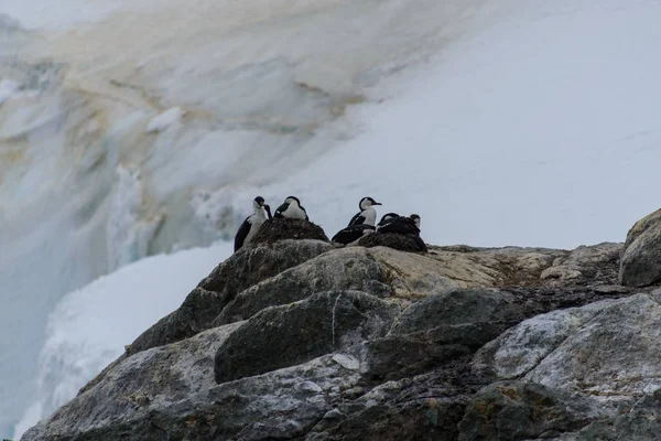 Blauwogige Aalscholvers Antarctica — Stockfoto