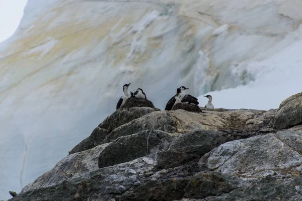 Blue Eyed Antarctic Cormorants — Stock Photo, Image