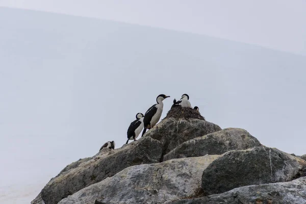 Cormorans Antarctiques Aux Yeux Bleus — Photo