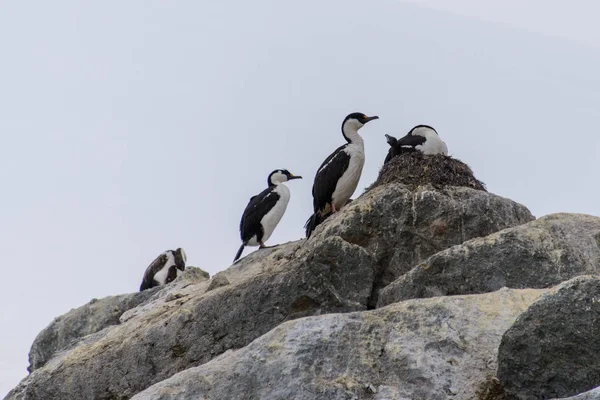 Cormoranes Antárticos Ojos Azules —  Fotos de Stock