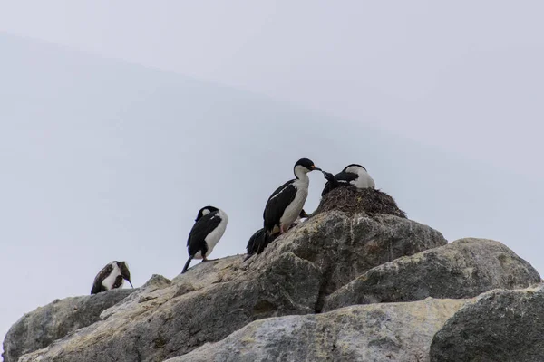 Cormorans Antarctiques Aux Yeux Bleus — Photo
