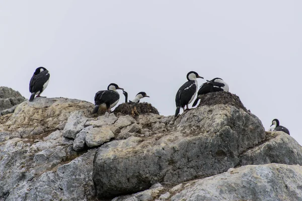 Cormoranes Antárticos Ojos Azules —  Fotos de Stock