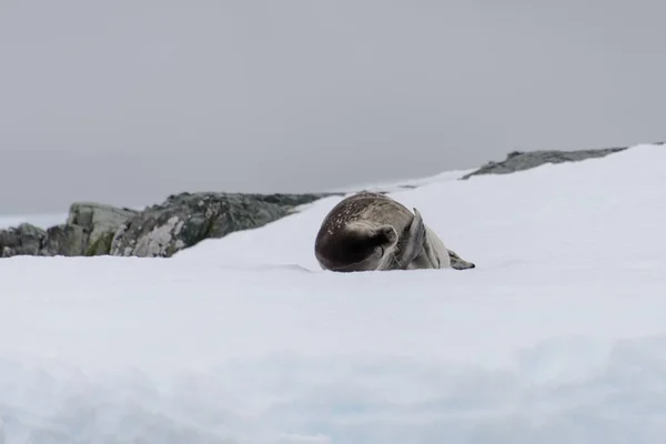 Ущільнення Хутра Лежить Льоду — стокове фото