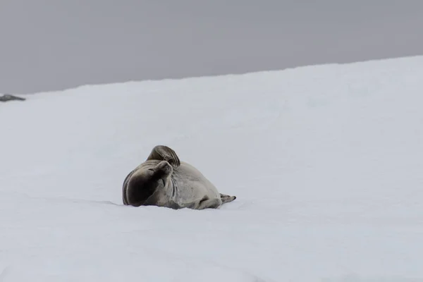 Phoque Fourrure Couché Sur Glace — Photo