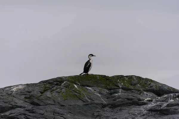 Blue Eyed Antarctic Cormorants — Stock Photo, Image