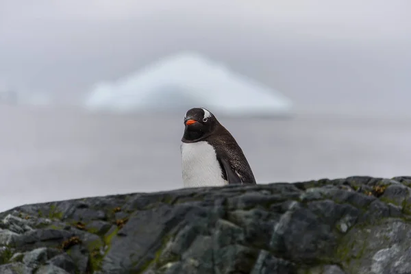 Gentoo Pinguin Auf Felsen — Stockfoto