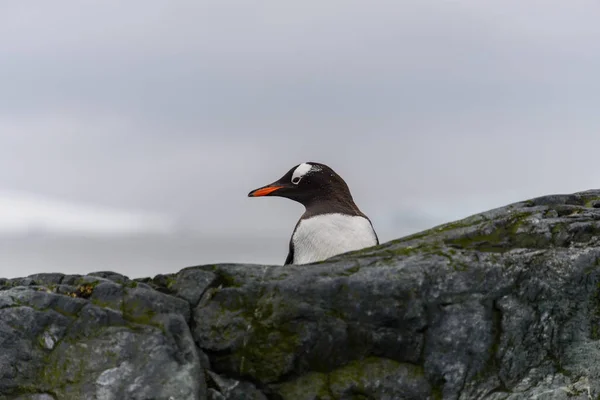 岩の上のジェンツー ペンギン — ストック写真