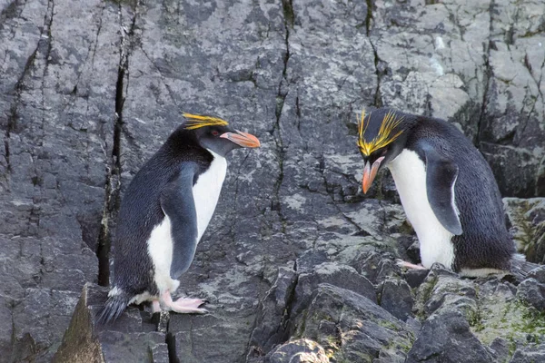 Pingüinos Macarrones Sobre Roca — Foto de Stock