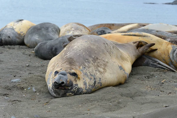 Foca Elefante Naturaleza — Foto de Stock