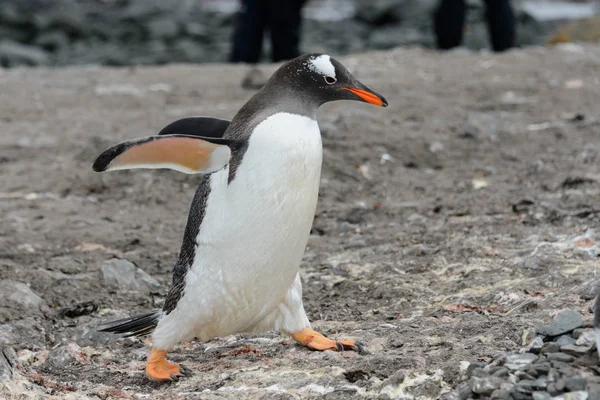 Gentoo Pingouin Aller Sur Plage — Photo