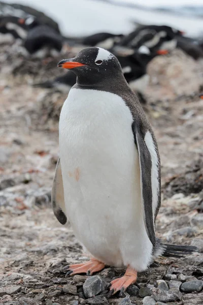 Gentoo Pinguim Indo Praia — Fotografia de Stock