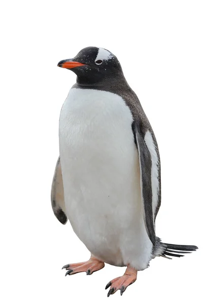 Gentoo Pinguin Geht Den Strand — Stockfoto