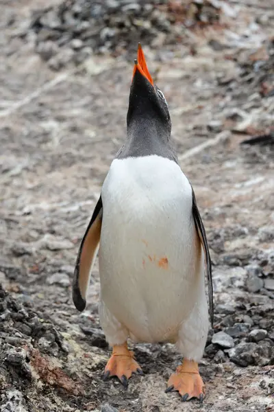 Gentoo Pingouin Aller Sur Plage — Photo