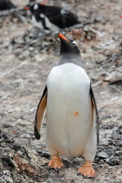 Gentoo Penguin Går Stranden — Stockfoto