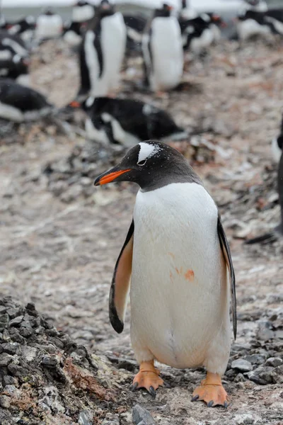 Gentoo Pingouin Aller Sur Plage — Photo