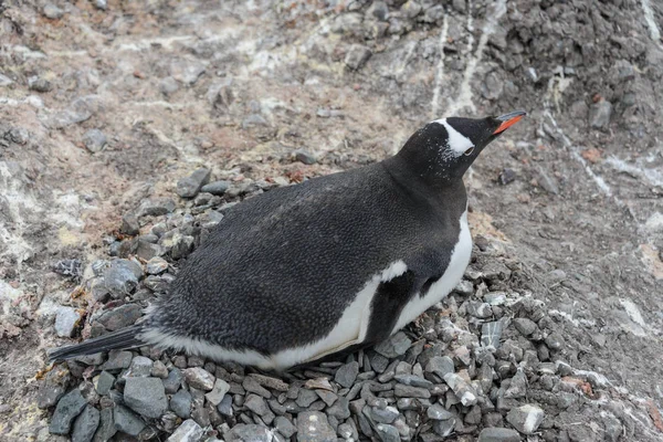 Pinguim Gentoo Que Põe Ninho — Fotografia de Stock