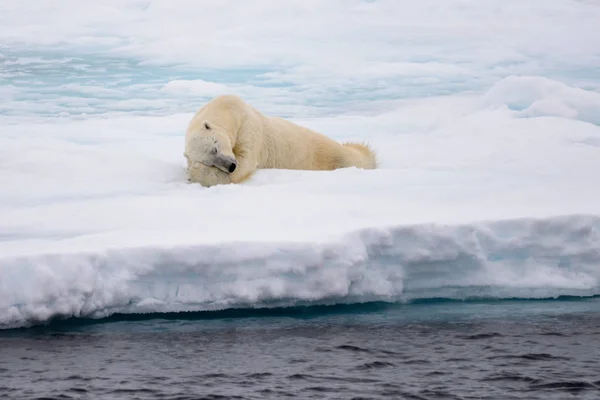 Полярний Ведмідь Лежачи Льоду Снігу Арктиці Північ Від Шпіцберген — стокове фото