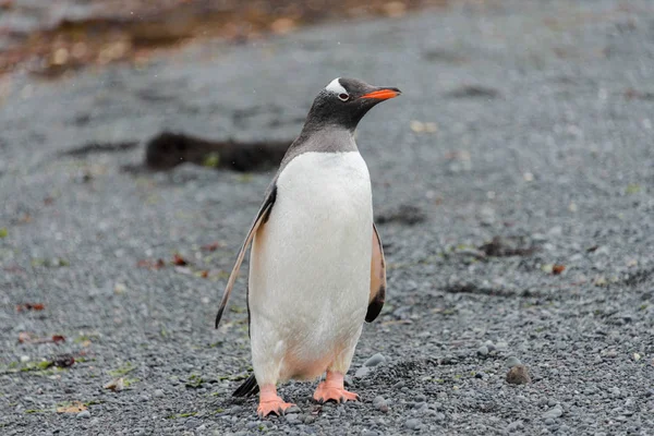Gentoo Pinguin Geht Den Strand — Stockfoto