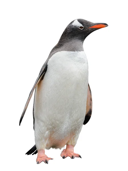 Gentoo Pingvin Megy Strandon — Stock Fotó