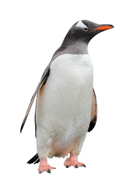 Pinguino Gentoo Spiaggia — Foto Stock