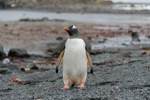 Gentoo Pingouin Aller Sur Plage — Photo