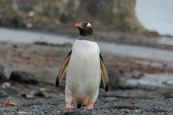 Gentoo Penguin Går Stranden — Stockfoto