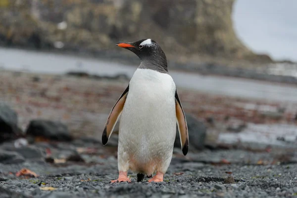 Penguin Gentoo Pergi Pantai — Stok Foto