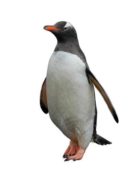Gentoo Penguin Going Beach — Stock Photo, Image