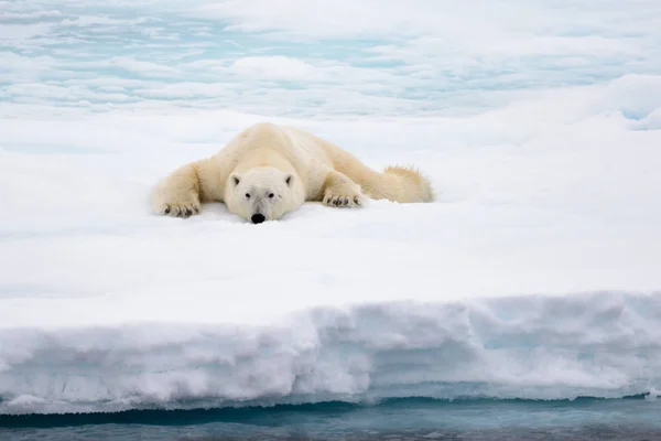 Oso Polar Tendido Sobre Hielo Con Nieve Ártico Norte Svalbard — Foto de Stock