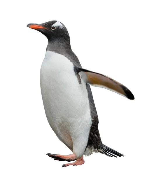 Gentoo Pinguin Geht Den Strand — Stockfoto