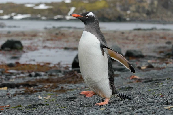 Gentoo Pingouin Aller Sur Plage — Photo