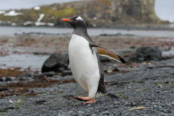 Gentoo Pinguim Indo Praia — Fotografia de Stock