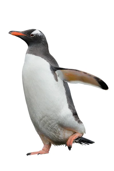 Pinguino Gentoo Spiaggia — Foto Stock