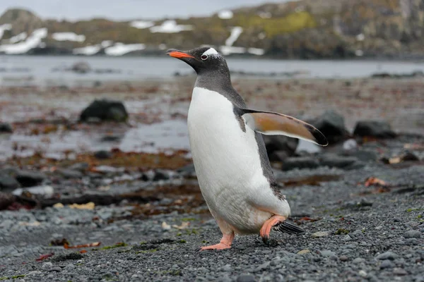 Gentoo Pingvin Megy Strandon — Stock Fotó