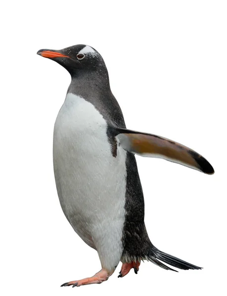 Gentoo Пінгвін Збирається Пляжі — стокове фото