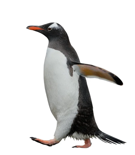 Gentoo Pingvin Megy Strandon — Stock Fotó