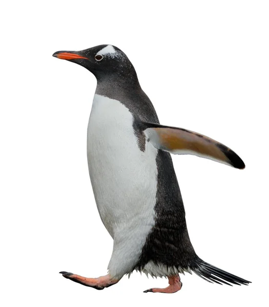 Gentoo Penguin Går Stranden — Stockfoto